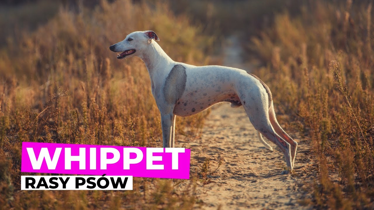 Whippet - Ferrari wśród psów | Rasy Psów odc.13