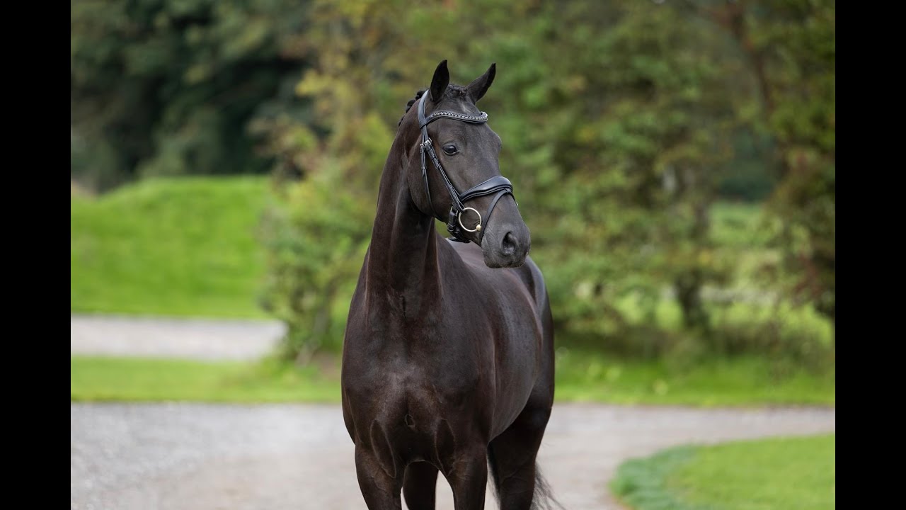 DRESSAGE HONGRE A VENDRE - 2019 -