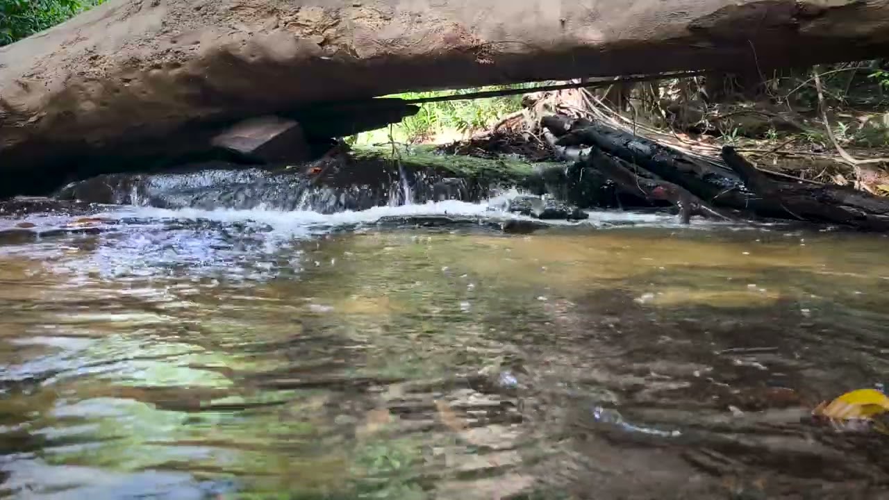 Quiet Piano & Forest Stream 💚 | Relaxing Music for Stress Relief