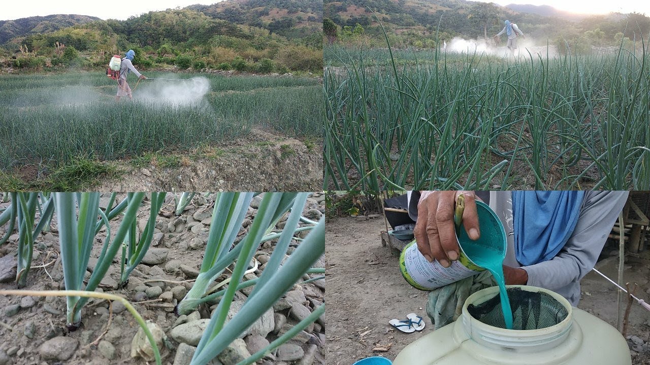 DAY-38 sibuyas transplanting apply fortuna blue fungicide & cabrio fungucide 25Ec