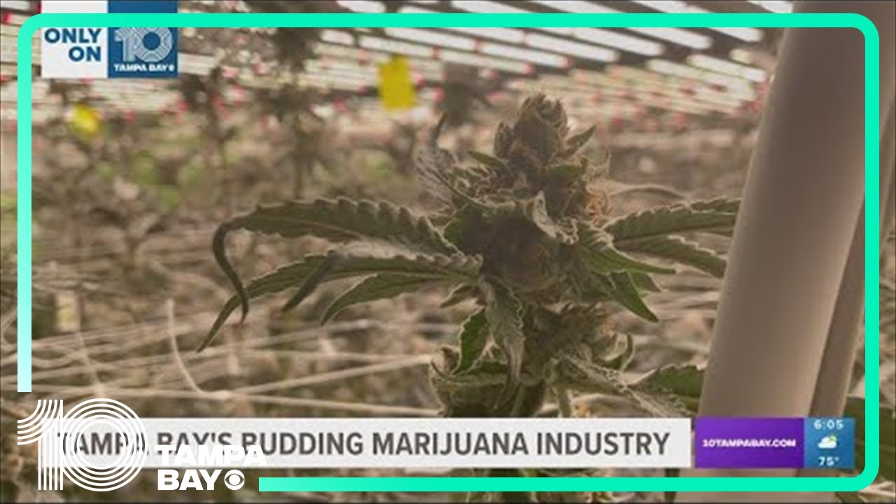 An inside look at the Tampa Bay area's budding medical marijuana industry
