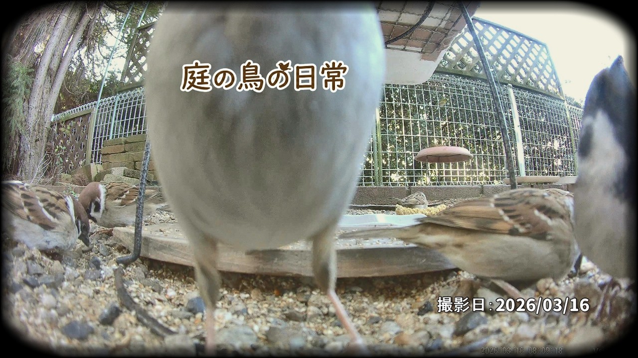 【庭の鳥の日常】(26,03,16) 今日もキジバトが騒がしい