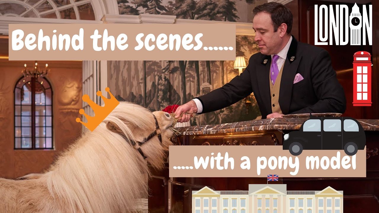 Shetland pony in Central London ~ BTS with an animal model | The Goring Hotel | Teddy the Shetland