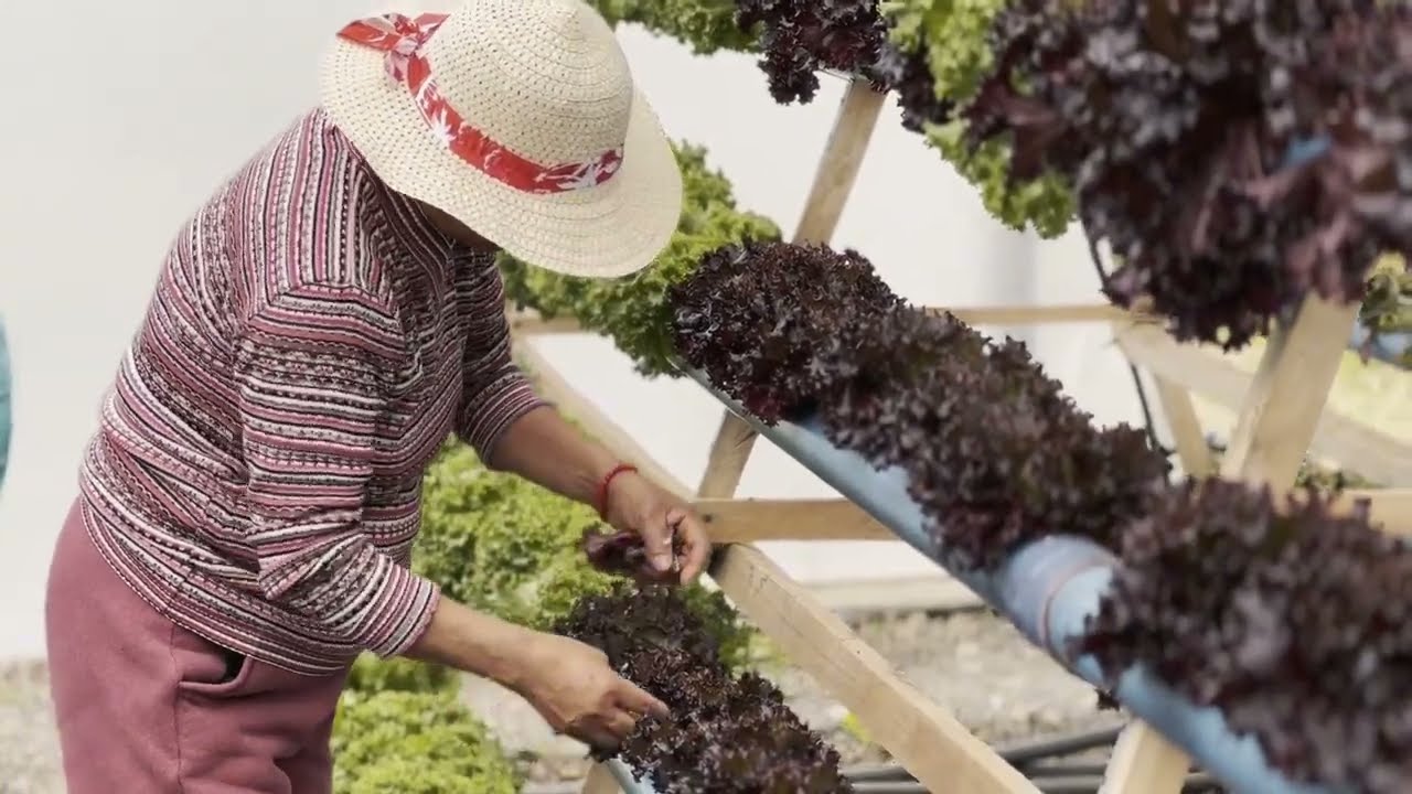 Producción hidropónica, una alternativa para la conservación ecosistémica y el uso eficiente del agu