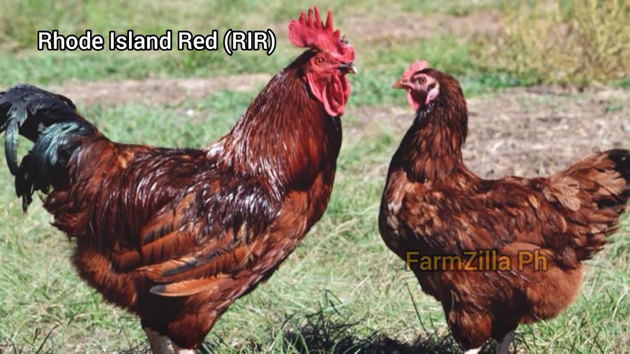 Heritage Chicken: Top 4 Pure Breed Chickens for Meat and Egg Productions