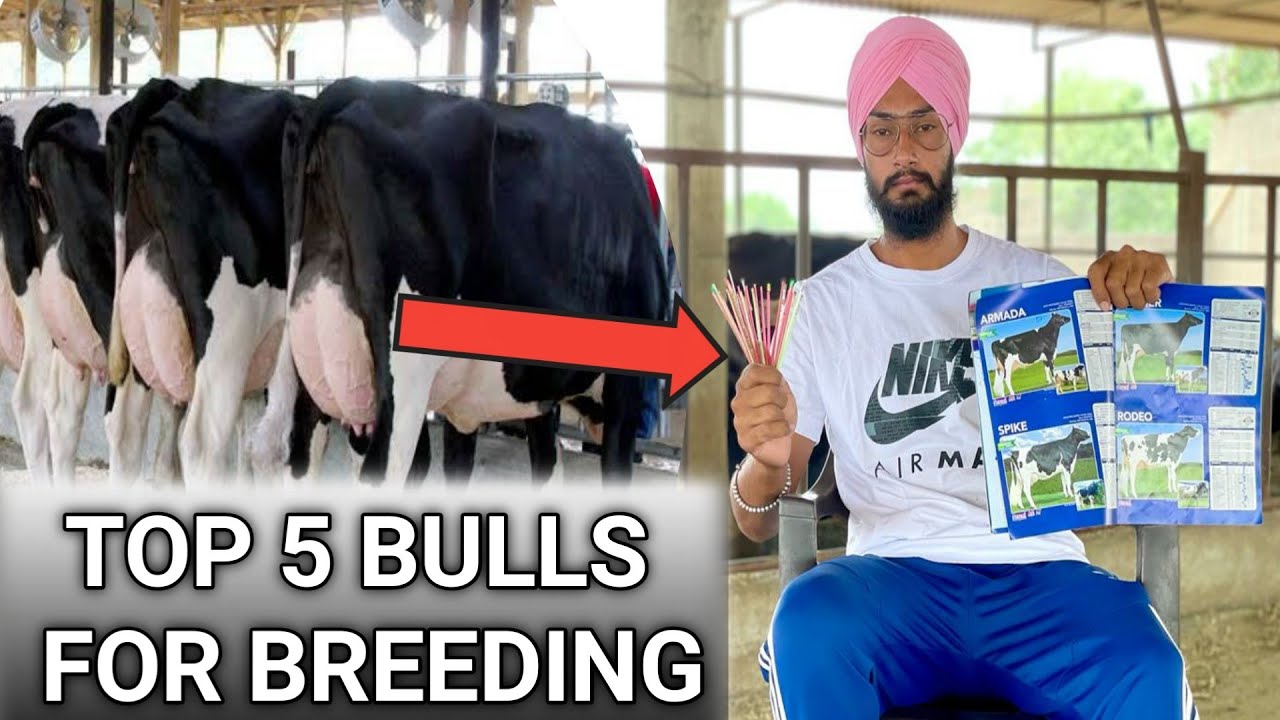 Top 5 hf bull for breeding । High milking  abs bulls । breed improvement । Veer dairy farm ।