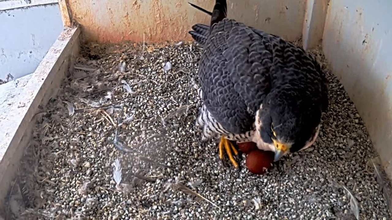San Jose City Hall Falcons🪽 Hartley Lays 2nd Egg 🥚🥚 Monty Checks Food Budget💸2026 Mar 14