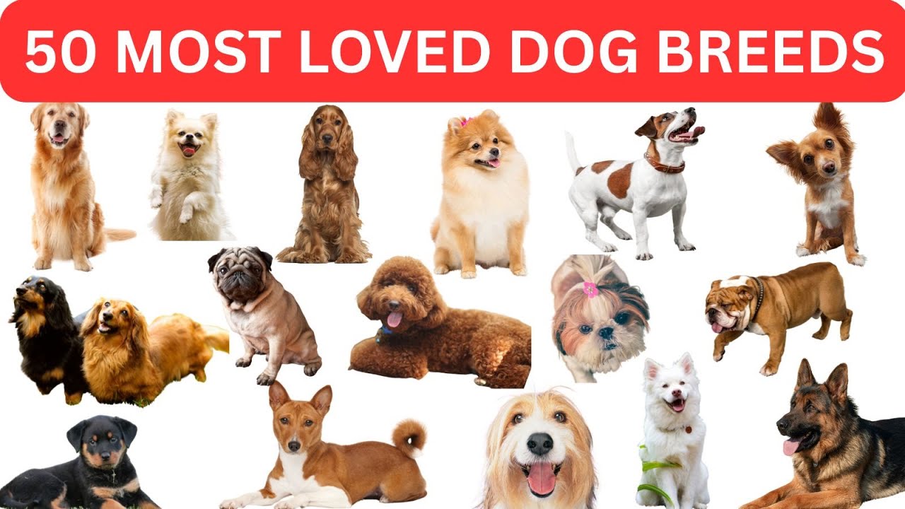 50 Top Dog Breeds of the World | Learn About Different Dog Types