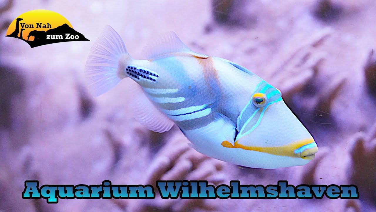 Aquarium Wilhelmshaven - Mehr Tier oder Museum? - Von Nah zum Zoo 4k