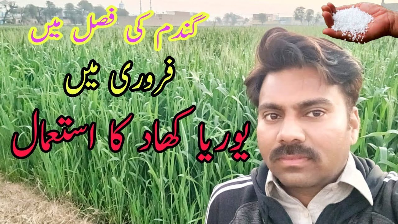 Late urea fertilizer application in wheat crop