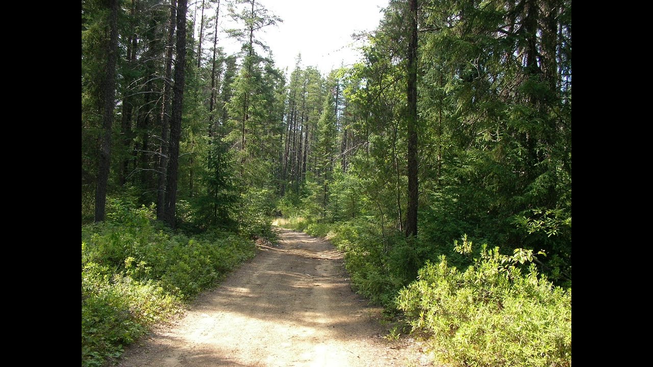 Snow Patrol - The Forest is the Path (lyrics)