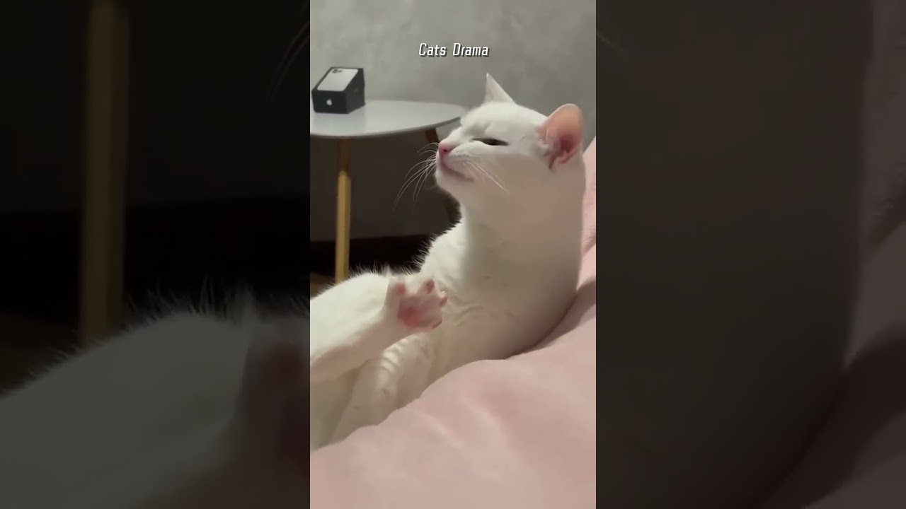 Wenn die Familie 'Mimi' ruft &ndash; Die lustige Reaktion der Katze! 😂🐱