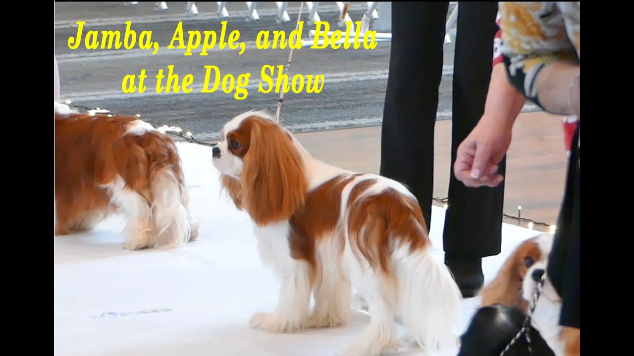 Another Dog Show - With Jamba, Apple, and Bella