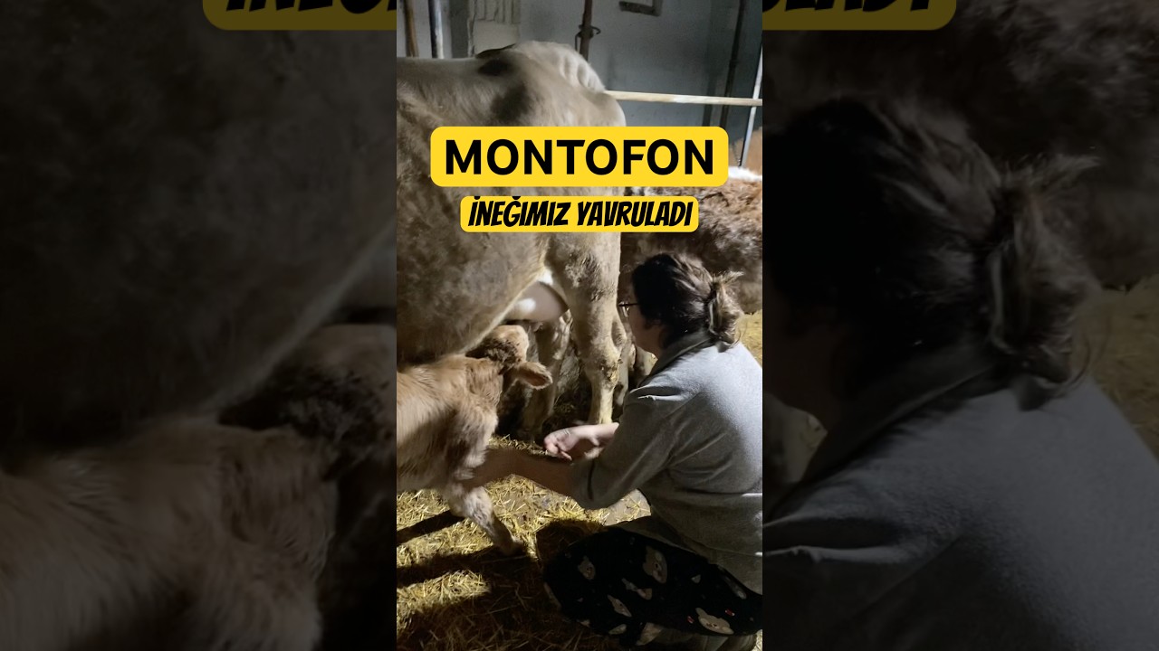 #montofon