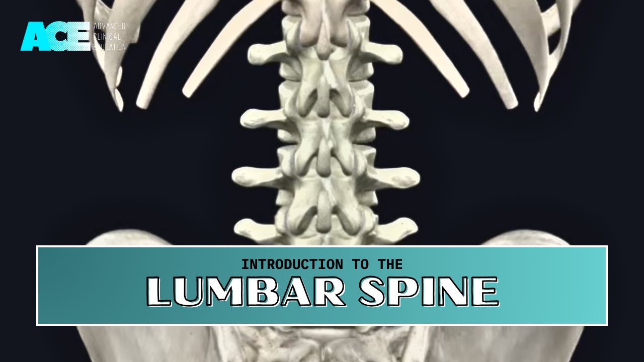 Human Anatomy: Introduction to the Lumbar Spine