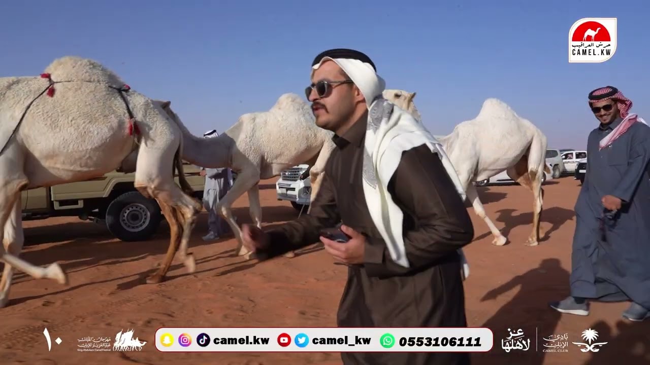 مسيرة فوز ( الفحل المنتج - وضح ) للمالك عبدالله التويجري