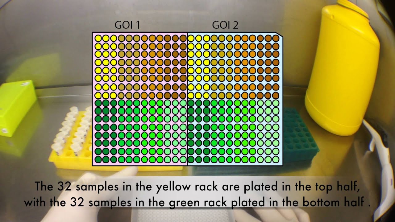 Setting up a 384 Well qRT-PCR Assay for the ViiA7™ using Viaflo Electronic Pipettes