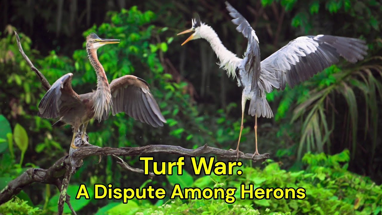 Turf War: A Dispute Among Herons