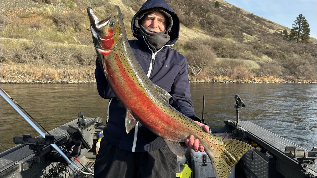 Clearwater River Steelhead Report 1/27/26: It’s been a fantastic January! 