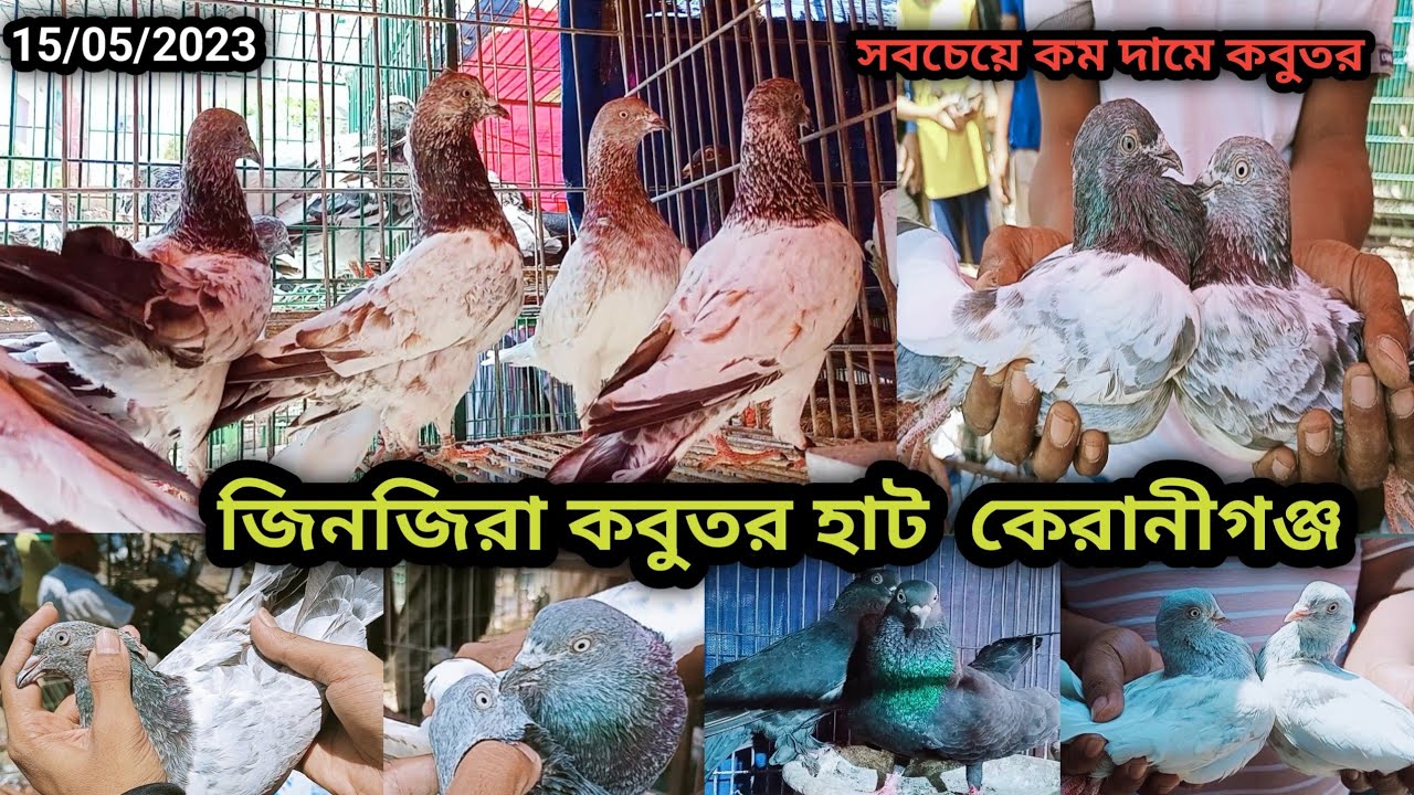 @ ১৫ মে।। জিনজিরা কবুতর হাট  কেরানীগঞ্জ।। Jinjira kobutor hat. jinjira pigeon market price in bd.