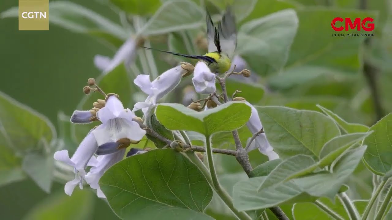 ফায়ার-ক্যাপড টিট ও মিসেস গোল্ড’স সানবার্ডের ফুলের ওপর অ্যাক্রোবেটিক কসরত ও মনোগামি প্রেম