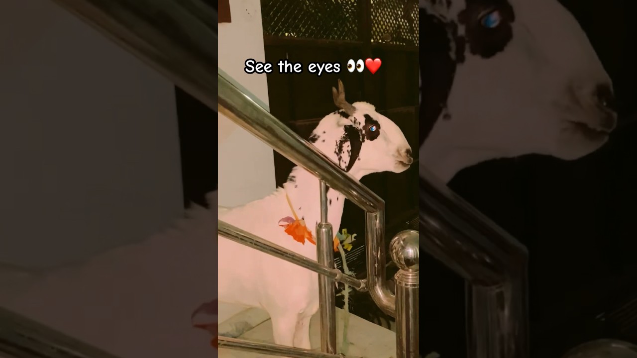 🐐🤍✨ #trending #bakraeid #eiduladha #eidspecial #eidulzoha #viral #eyes #eid #eiduladha2024