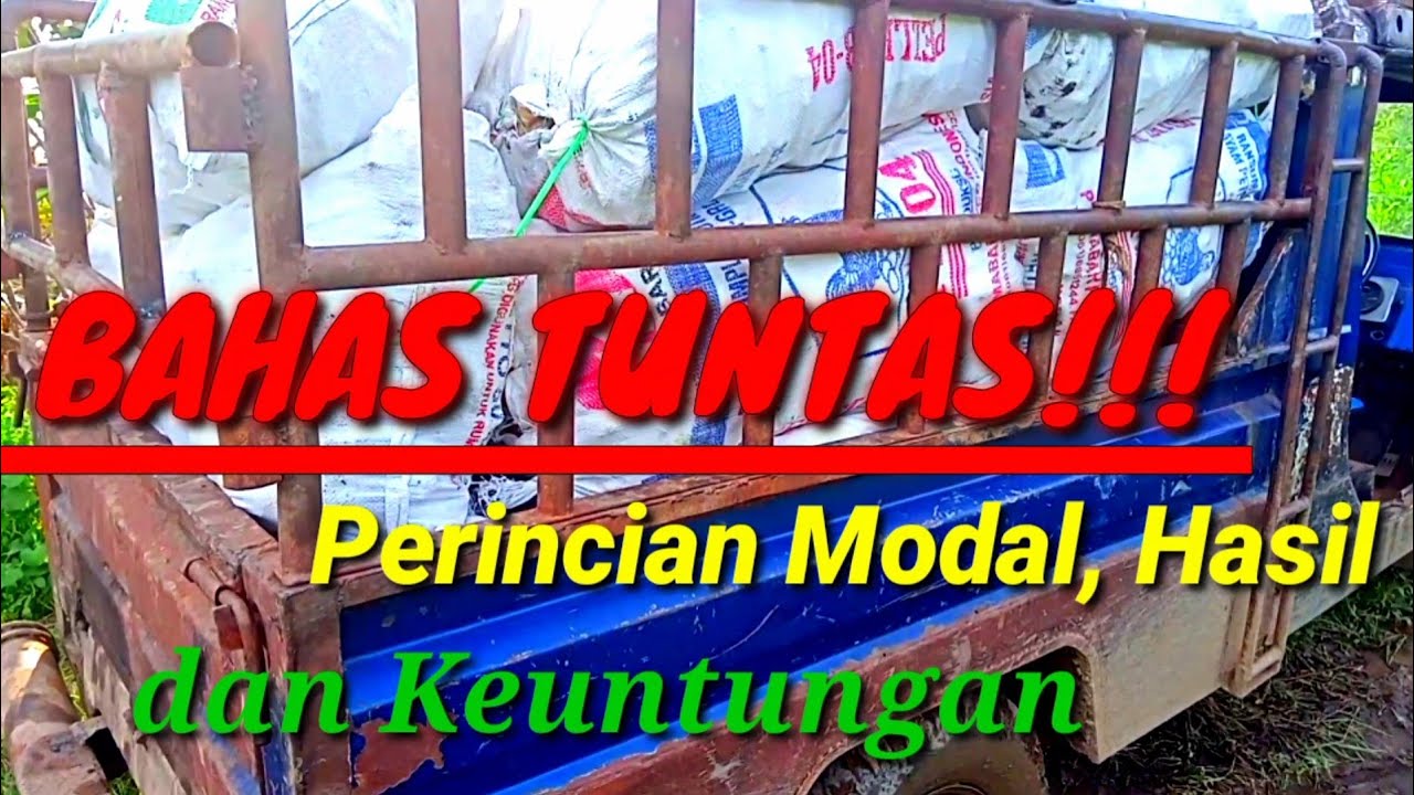 Penjelasan!!! ESTIMASI biaya budidaya Jahe Gajah dari awal tanam, sampai hasil dan keuntungan