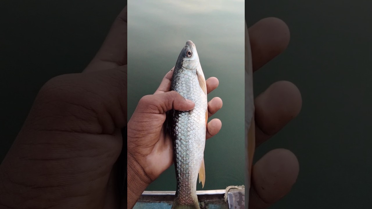 fishing video🤯chhoti fish🐟 machhali pakdane ka Tarika hook mein #fish #fishing #viral #youtubeshorts