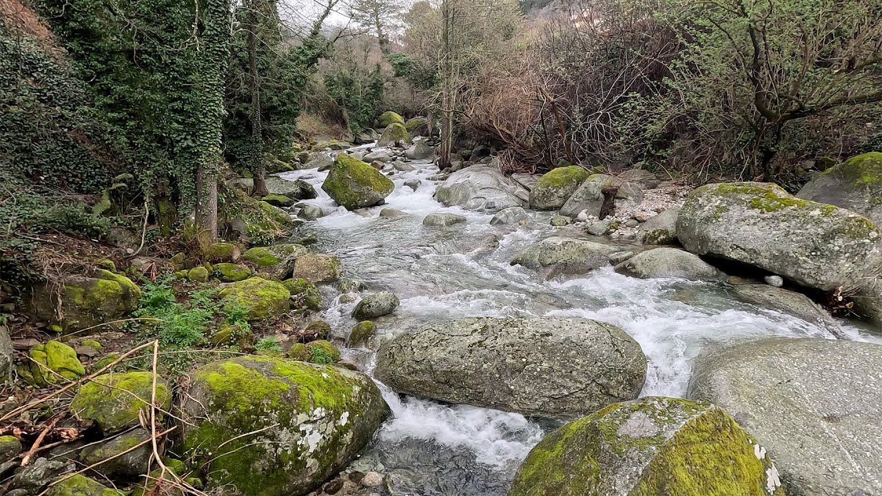 RAINY DAY ON THE RIVERSIDE / NATURE SOUNDS, WATER STREAM, RIVER SOUNDS, CALMING RIVER BACKGROUND