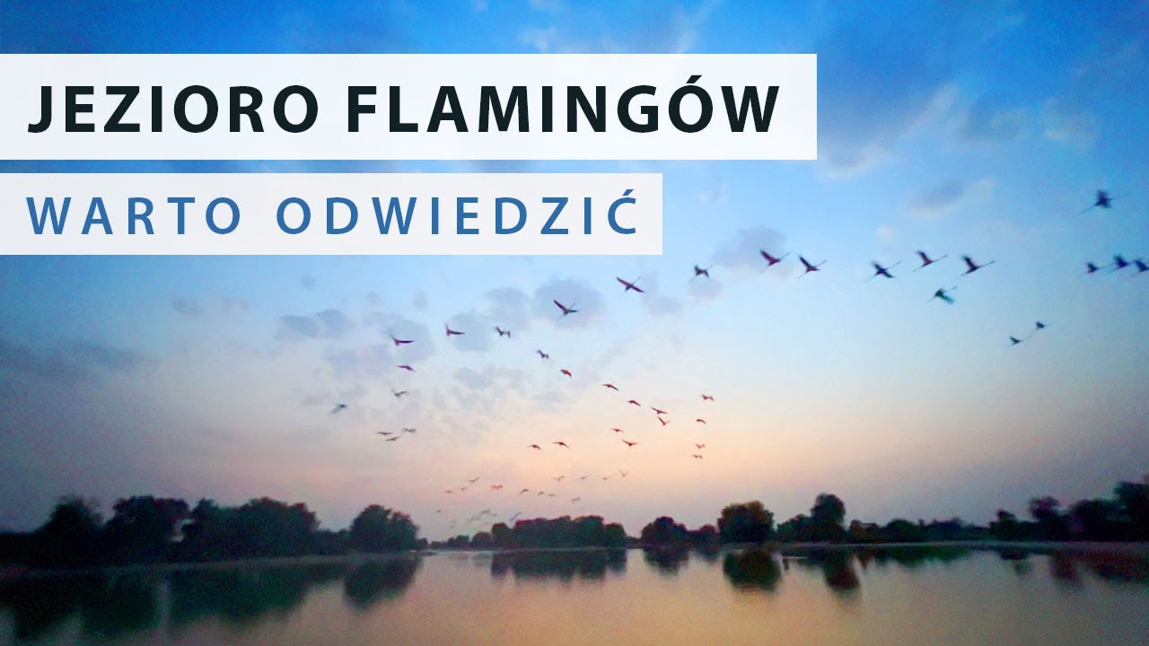 Jezioro Flamingów w Dubaju | Flamingo Lake Dubai
