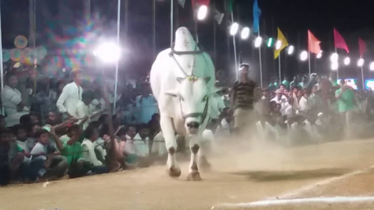 Ongole bull