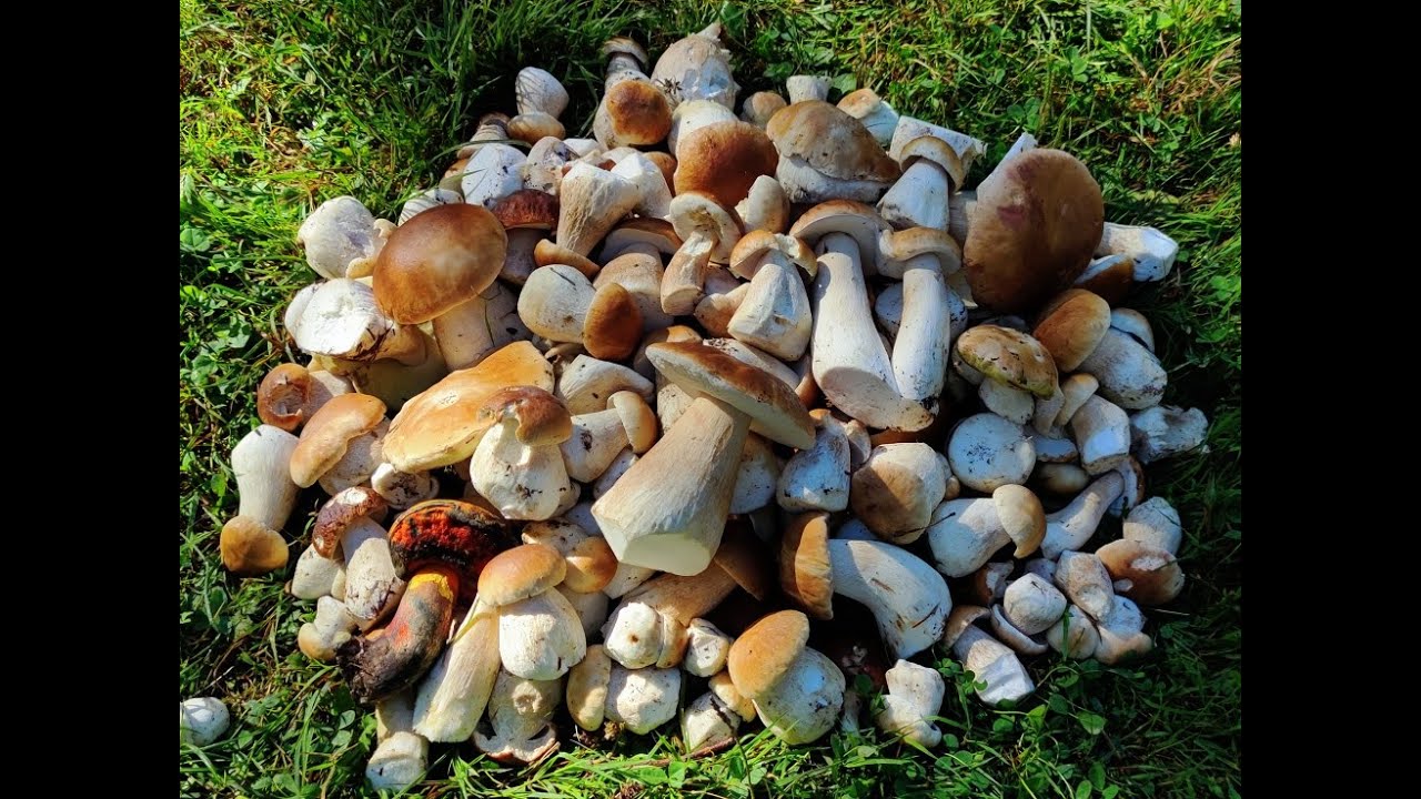 CUDOWNE BOROWIKOWE GRZYBOBRANIE
