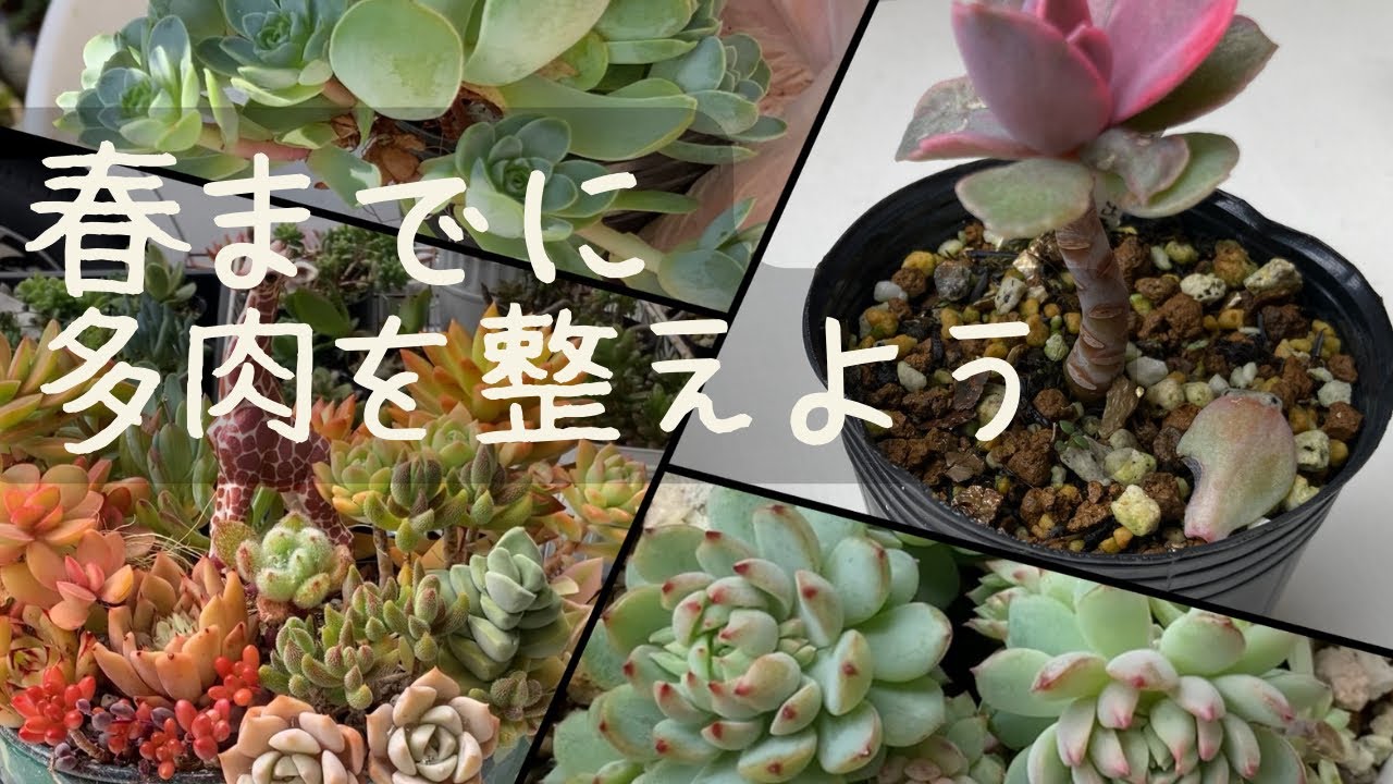 【多肉植物】カットや植え替えをして春の準備をしました☺️