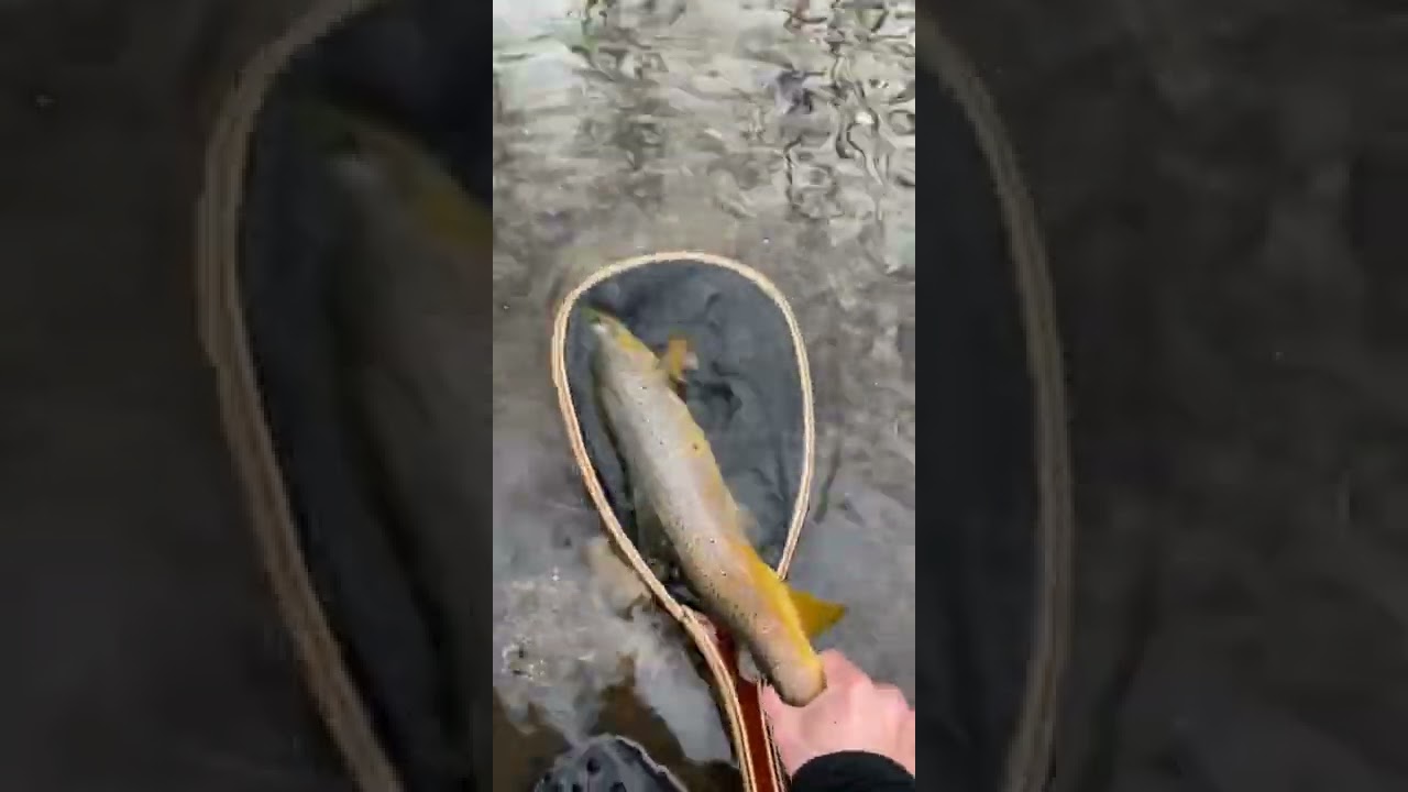 Monster wild brown trout caught while fly fishing #flyfishing #browntrout #fishing