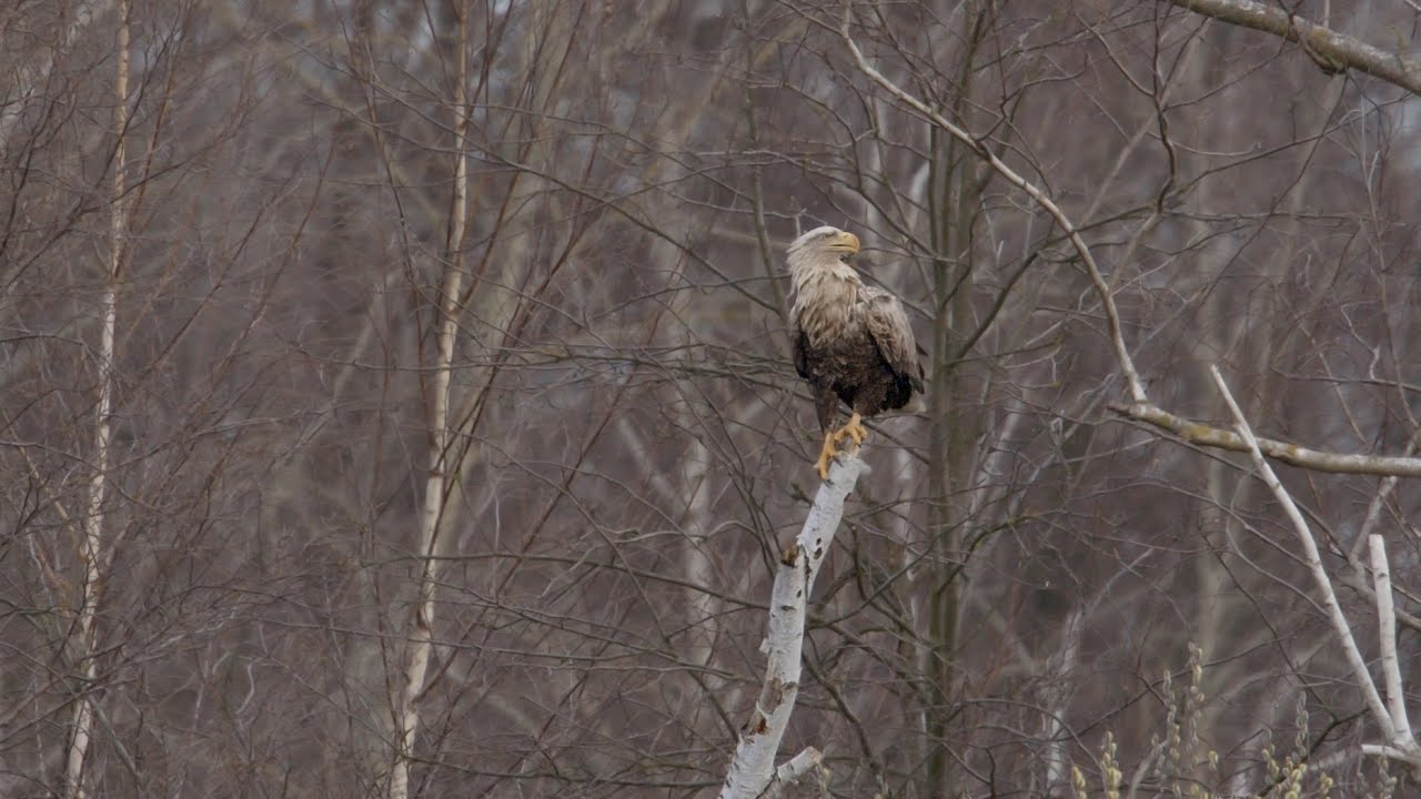 Seeadler, Wölfe und Co. - Wildtiere im Sommer - Zusammenschnitt aus älteren Aufnahmen.