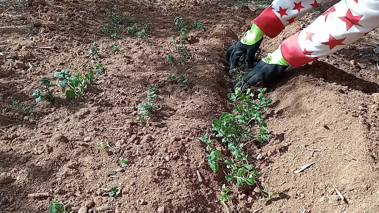 زراعة النعناع من الجذور 🌿🌱