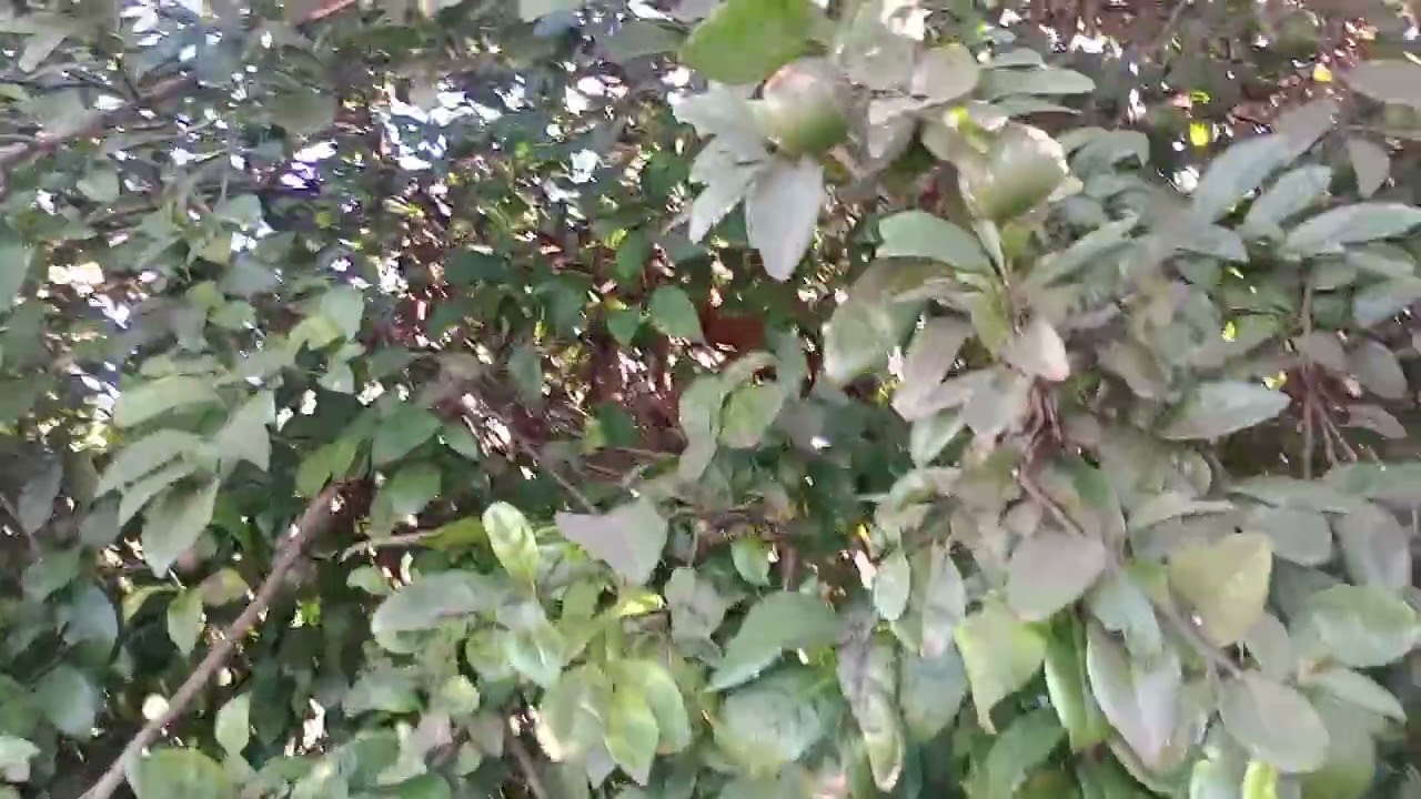 Bora pra ro&ccedil;a 