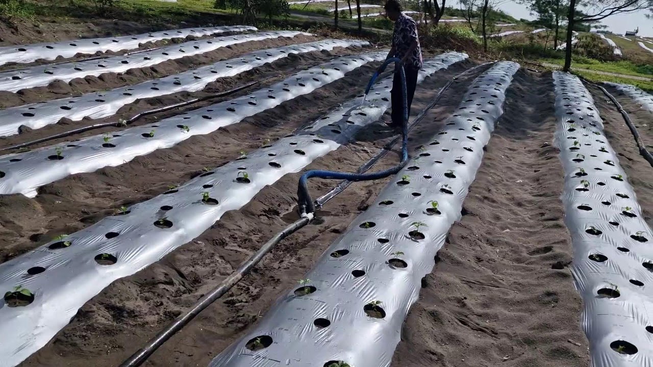 SMART WAY TO WATER CHILI SEEDLINGS FOR HEALTHY GROWTH AND BIG HARVESTS! - Agriculture Farming