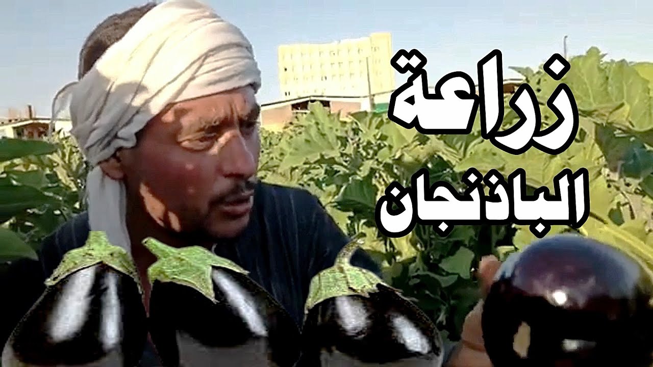 زراعة الباذنجان  من الالف الى الياء☝️☝