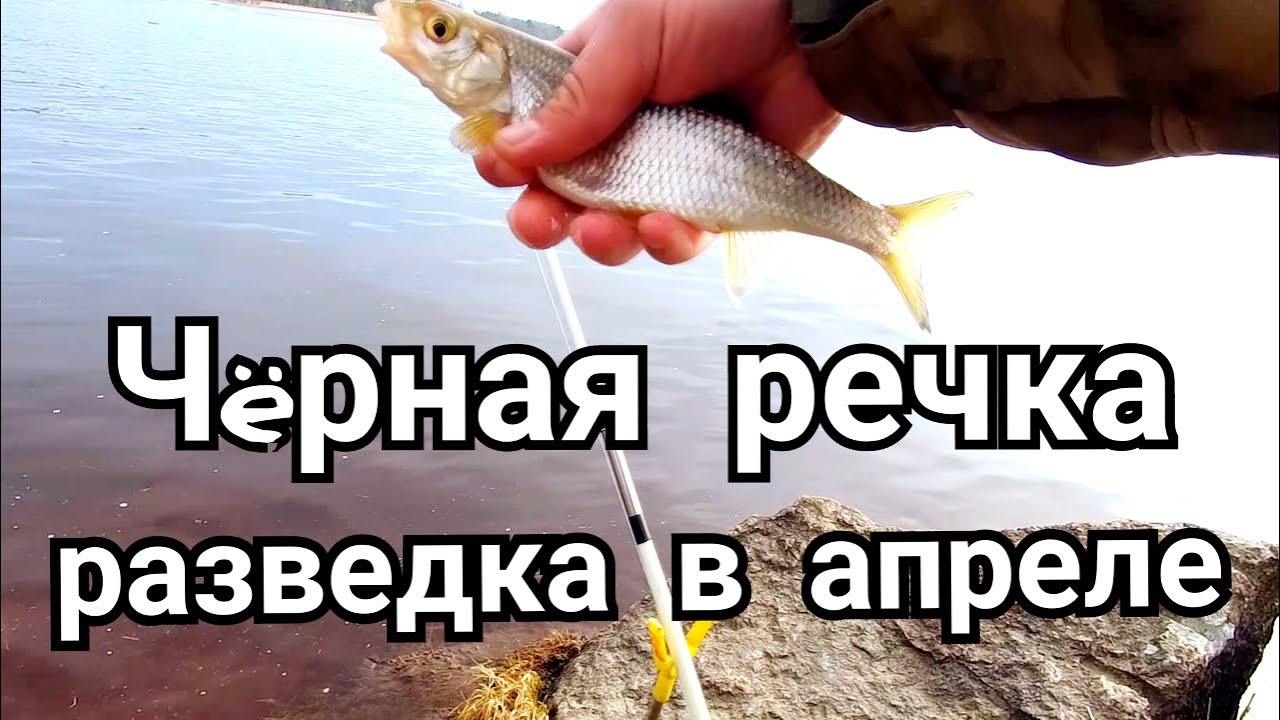 Открыл сезон жидкой воды в апреле на Чёрной речке. Рыбалка весной.