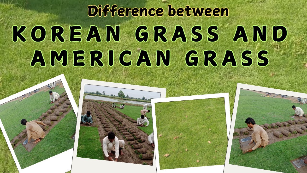 Best Korean grass in Pakistan | difference between korean grass and American grass 