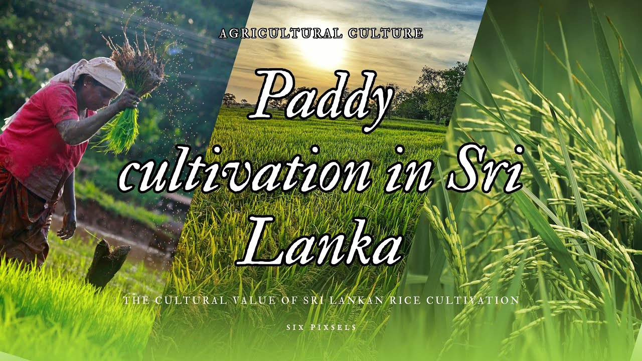 Paddy Cultivation in Sri Lanka | From Field to Harvest