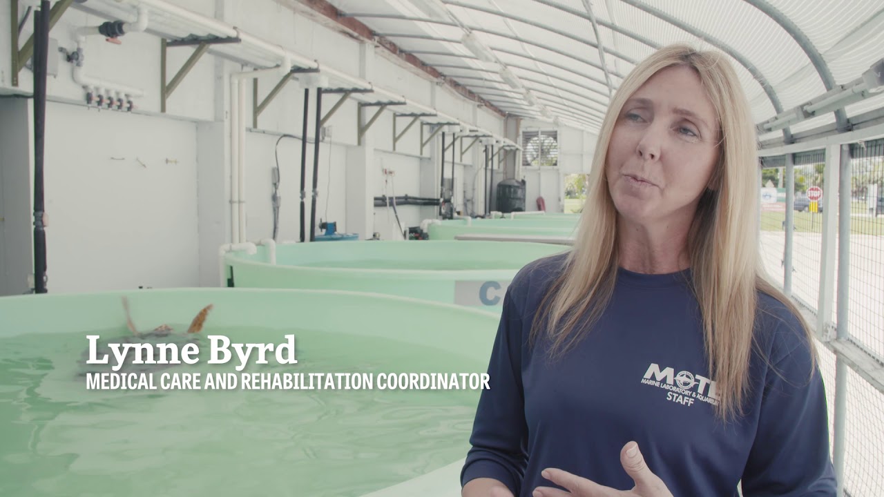 Mote Marine Laboratory's Dolphin, Whale & Sea Turtle Hospitals