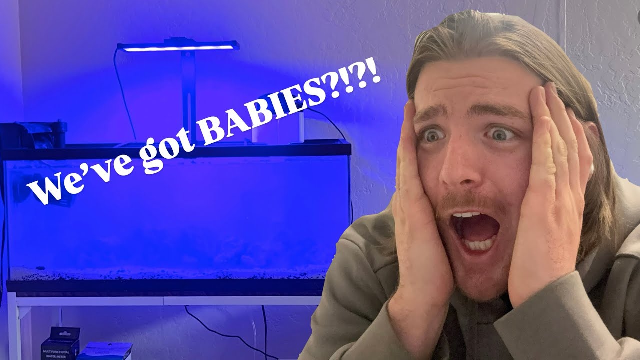 BABIES IN MY SALTWATER AQUARIUM!?? 