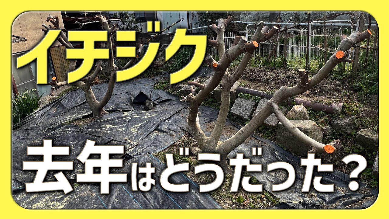 イチジク剪定しながら、去年の実りを振り返る【2026.1.6】