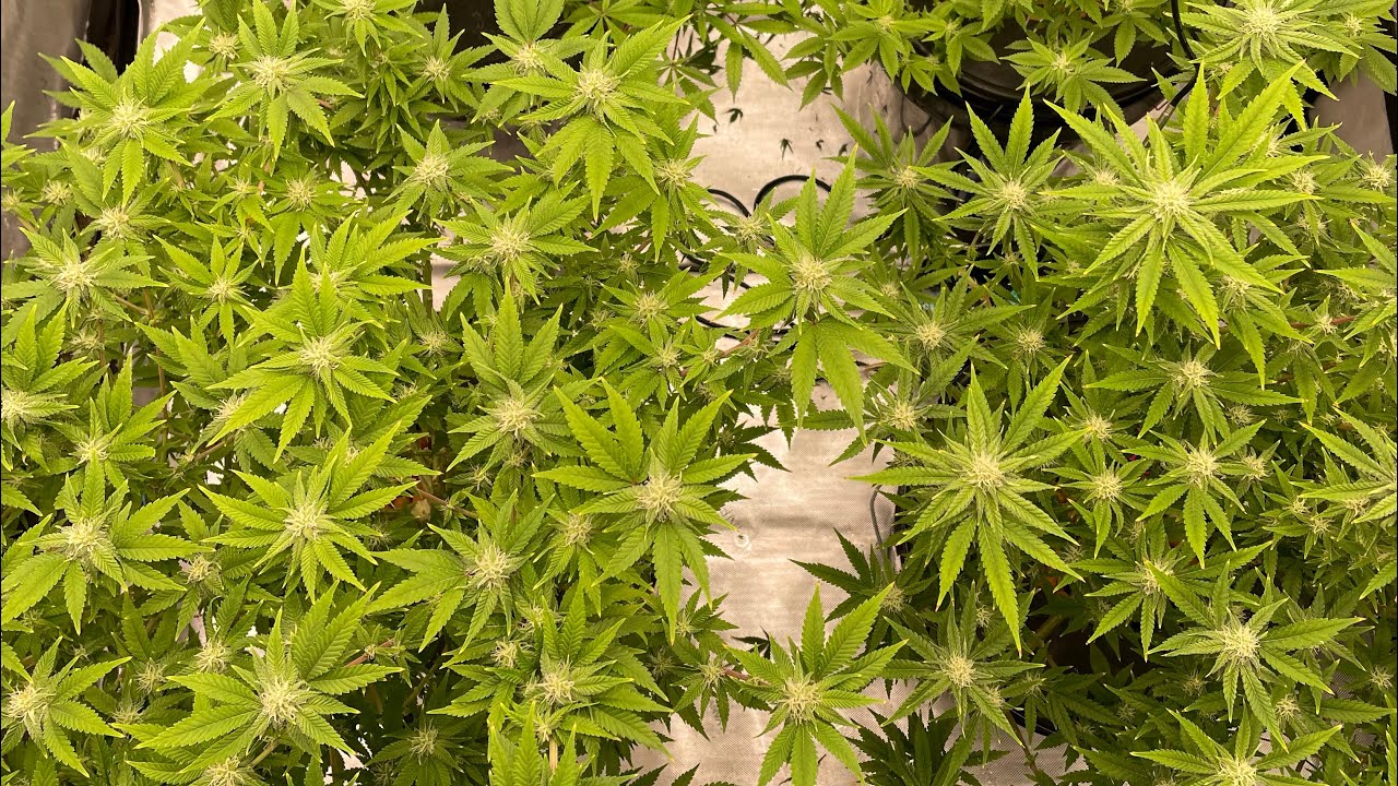 Mars hydro fc4800 4x4 grow update Week 4 flower