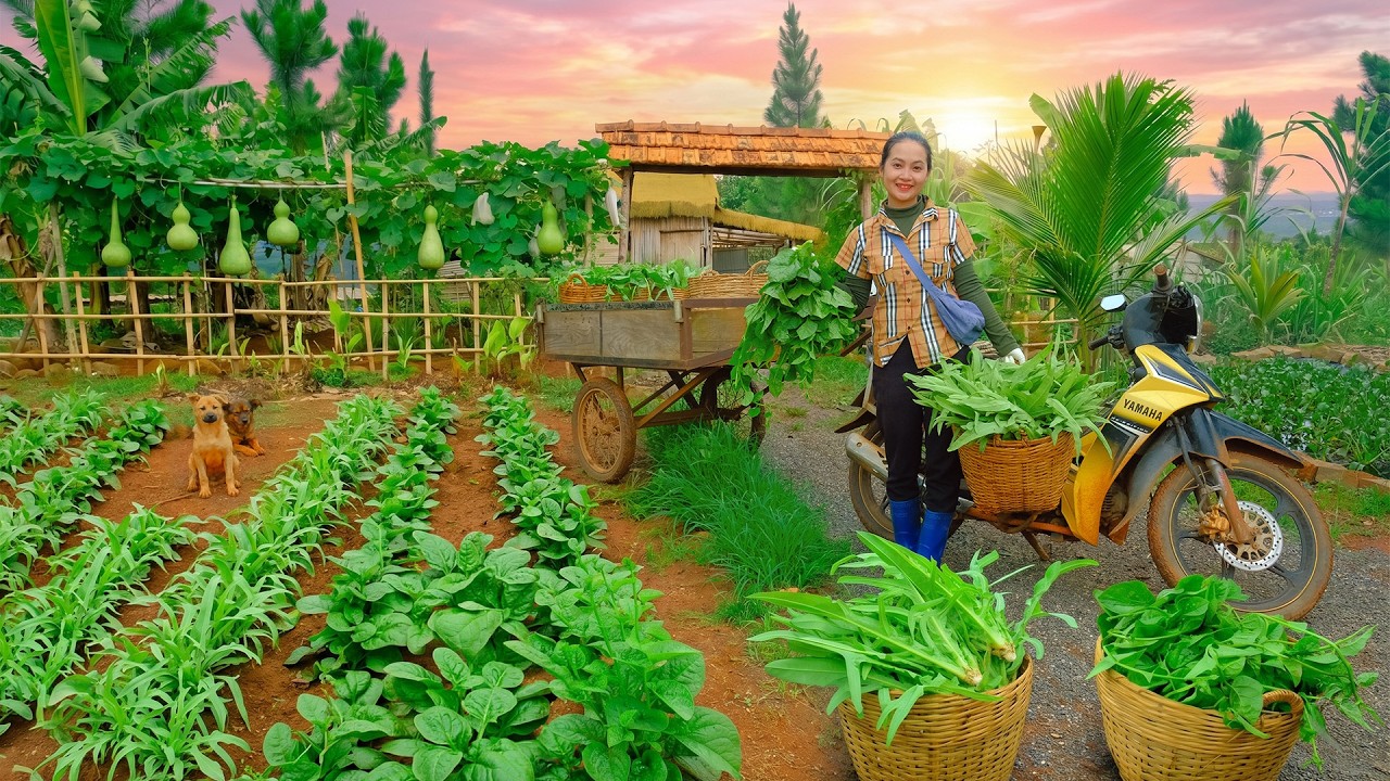 Harvest Pointed Lettuce, Malabar Spinach For Market Sell, Cook, Garden &ndash; Raise Pigs, Chickens, Ducks