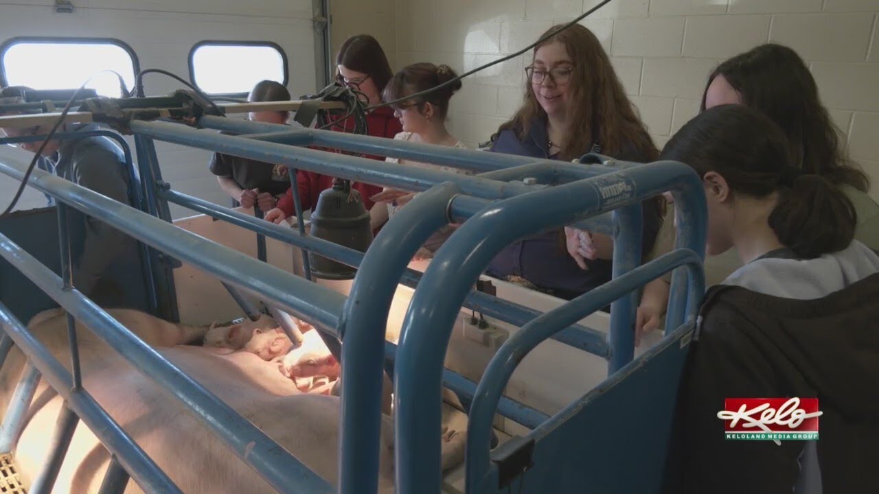 CTE students get firsthand experience with 14 piglets