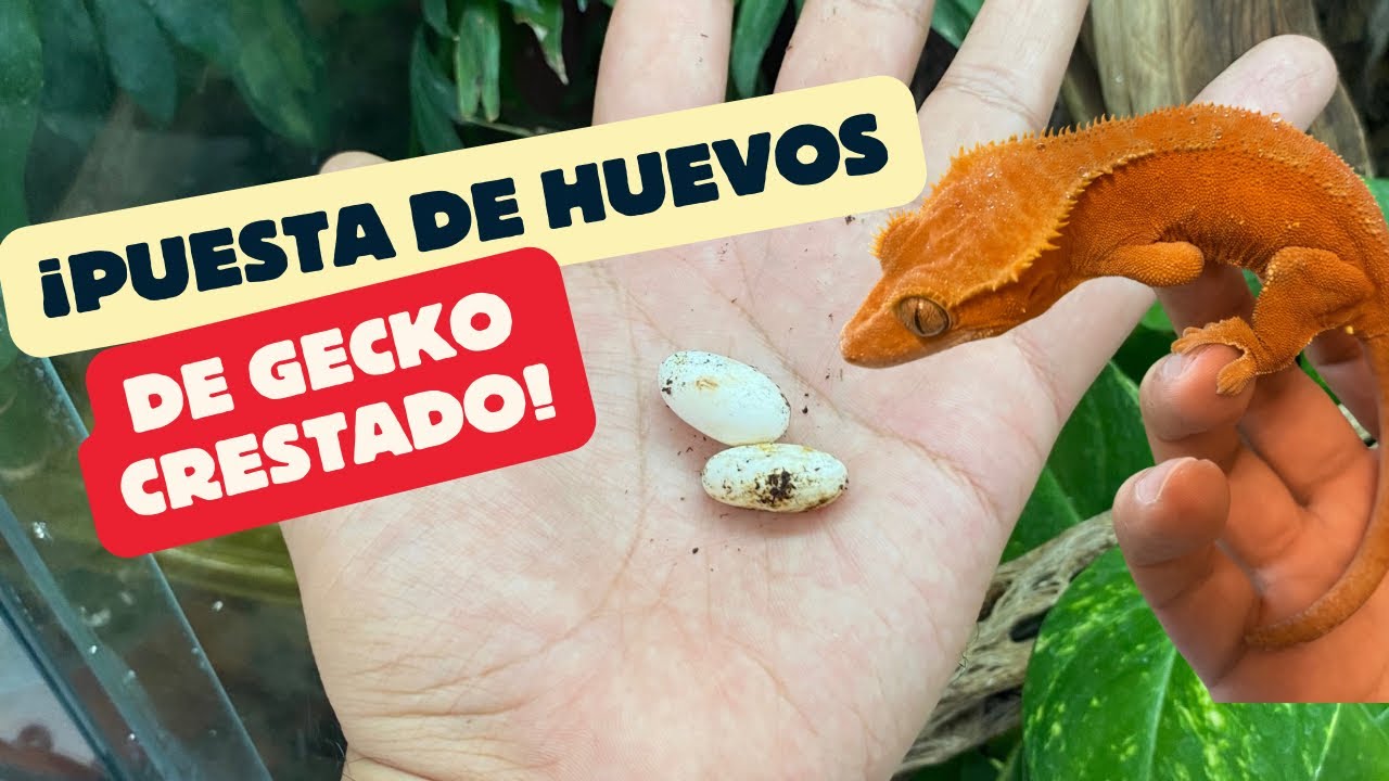 Este gecko crestado tuvo huevos, ¿ahora que sigue?