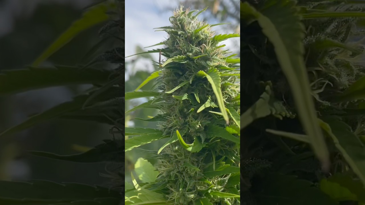 God Bud Outdoor Grow 🔥#homestead #cannabis #growyourown #country #powderymildew